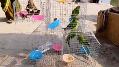 Varanasi 776 protected birds seized in one year seven smugglers arrested but ringleader remains at large