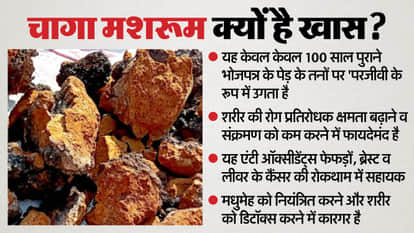 Rare anti-cancer Chaga mushroom found in Himalayas Research by Dr. Vijay Bhatt Srinagar Garhwal News