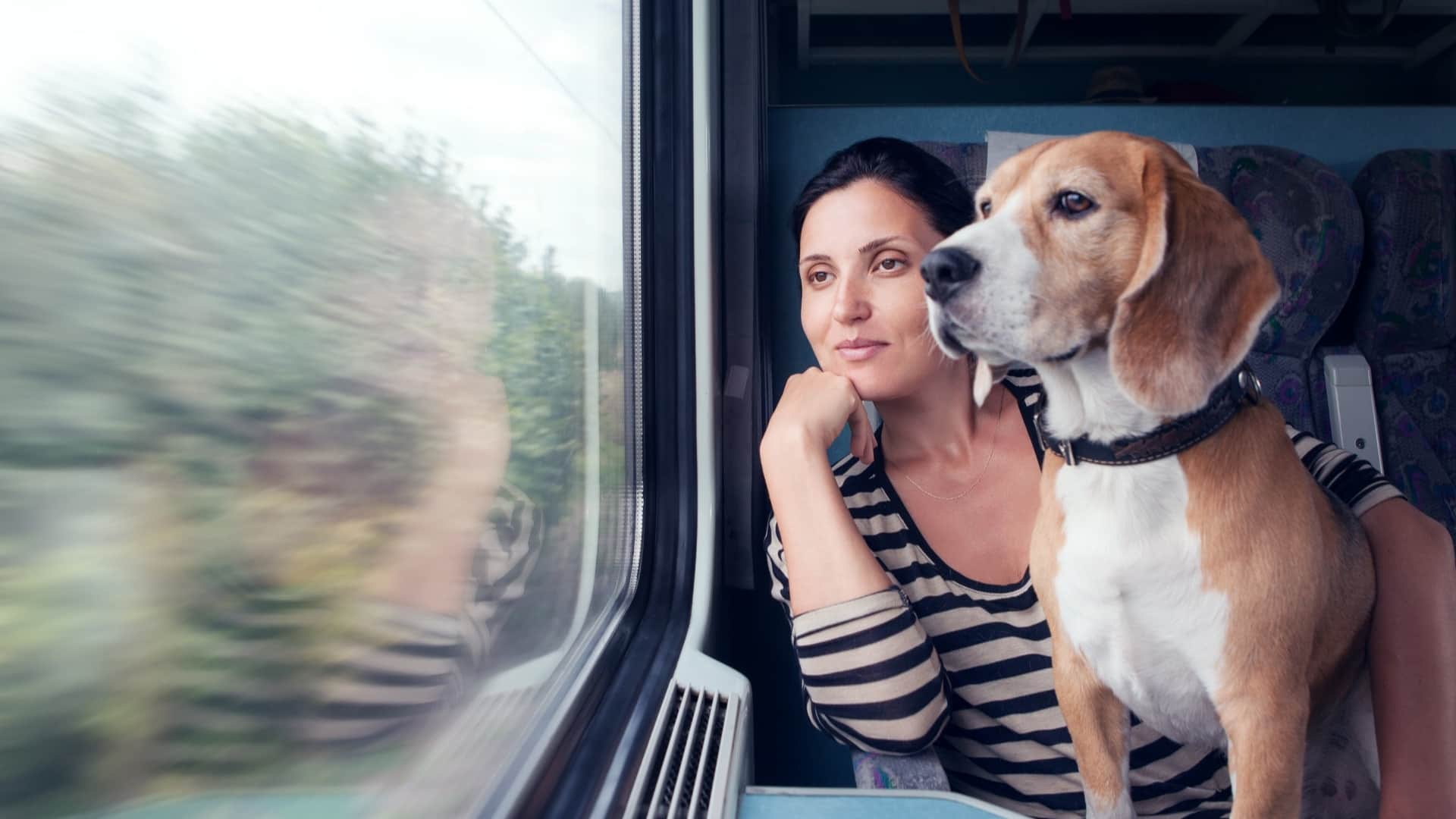 Indian Railways Rules for Carrying Animals on Trains Guidelines for Pet Travel