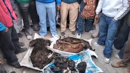 60 गायों और बछड़ों की मौत।