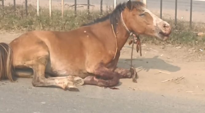 Bihar News An injured horse attacked people in Patna, Many people were injuredHorse attack in Patna