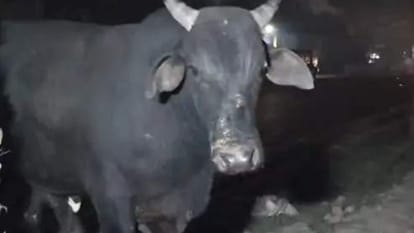 Two accidents involving stray cattle one young man killed teacher seriously injured condition of highway
