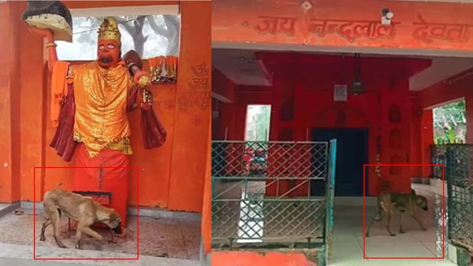 मंदिर में परिक्रमा करता कुत्ता। फाइल फोटो।