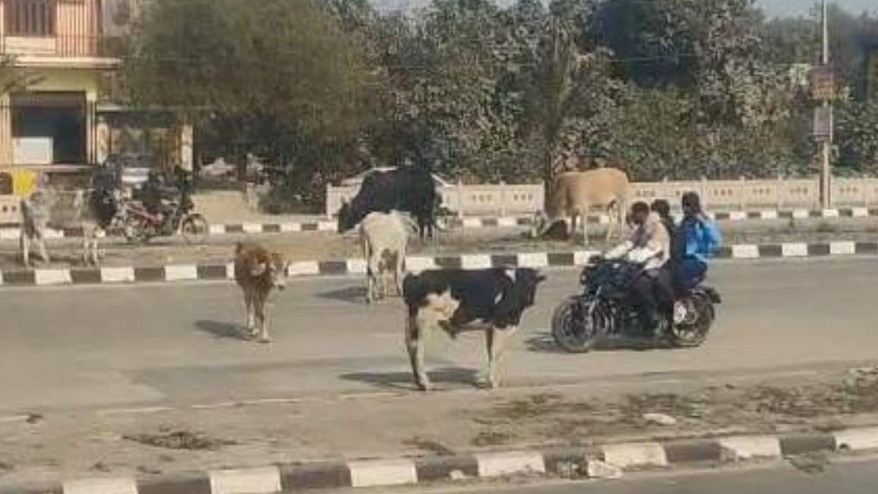 Two accidents involving stray cattle one young man killed teacher seriously injured condition of highway
