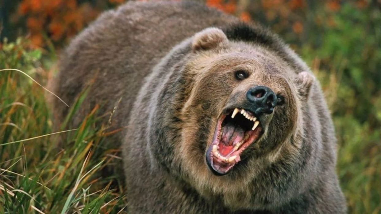 Rampur Bushahr News Bear breaks cowshed door and lowers cow to death, villagers in panic in Badach