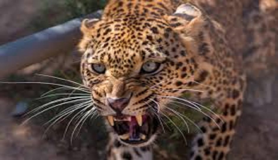 the fear of a man-eating animal, schools in Dhari Ramgarh and Okhalkanda will remain closed for three days