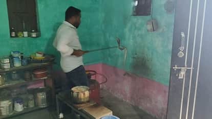 cobra was found sitting with its hood spread in the kitchen woman screamed when she spotted it near the gas cy