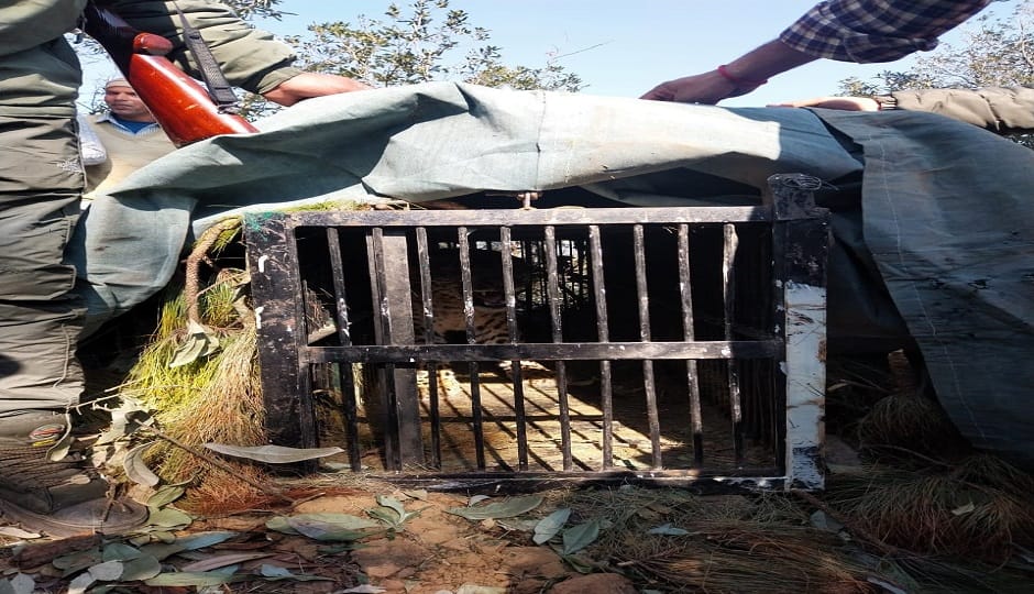 The terrifying animal has been captured and sent to the Rani Bagh rescue center