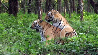 mp-dhar-leopard-enters-village-attacks-people-forest-department-action-mandu-area