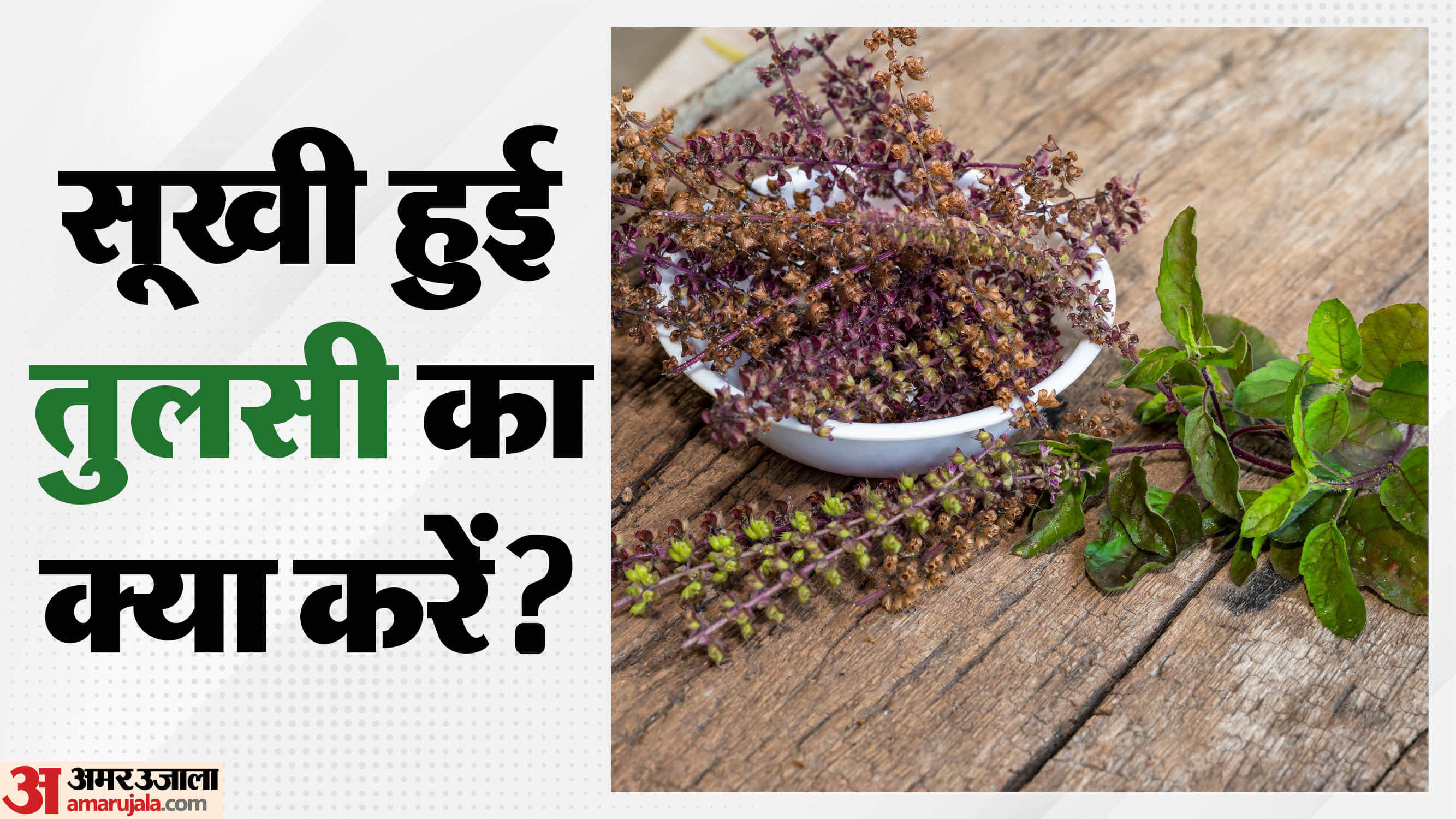 Tulsi Plant Visarjan Rules What To Do If Tulsi Plant Dried Tips in Hindi