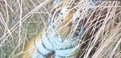 Bahraich: Tiger enters village... villagers panic, forest department team calls for two trained elephants to c