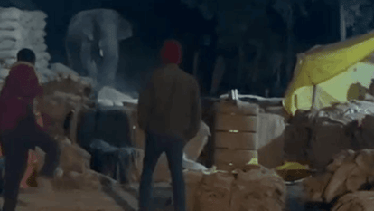 Elephants cause panic at Chachiya paddy procurement center.