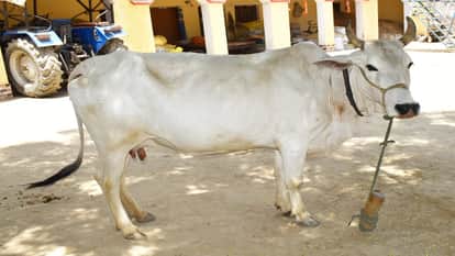 IVRI has registered the Rohilkhandi and Vrindavani breeds of cows