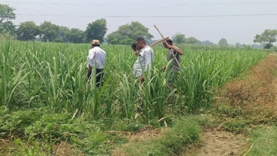 Bijnor: Leopard Attacks Youths Working in Sugarcane Field, Two Injured