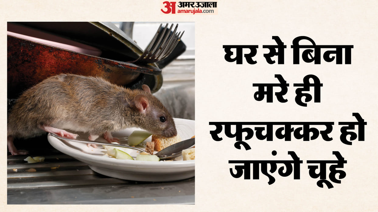 How to Get Rid of Mouse Home Remedies Chuhe Ko Ghar Se Kaise Bhagaye Gharelu Upay