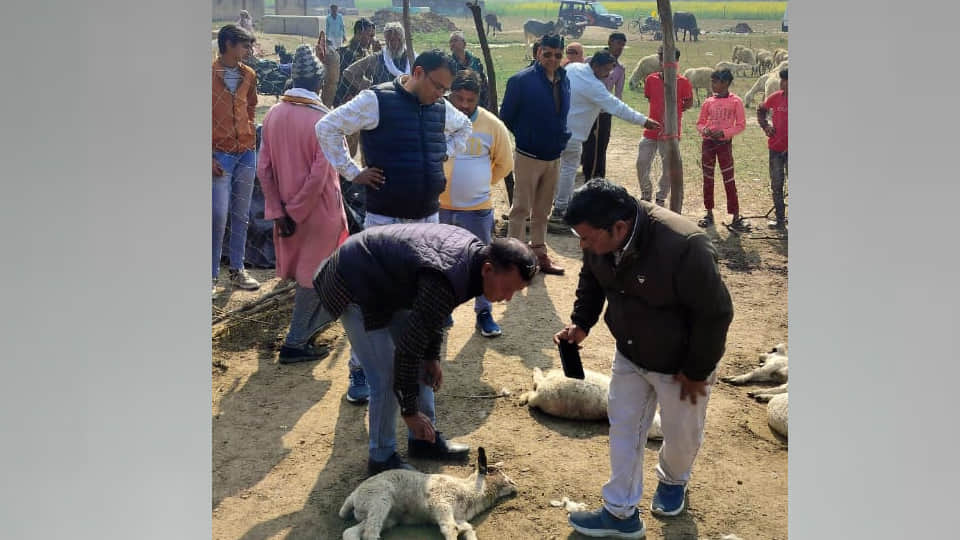 घायल भेड़ों की जांच करते पशु डॉक्टर आशीष गुप्ता