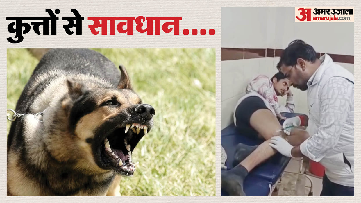 Stray dogs wreak havoc in Khatu Shyamji Eight people injured single day, more than 50 victims in year