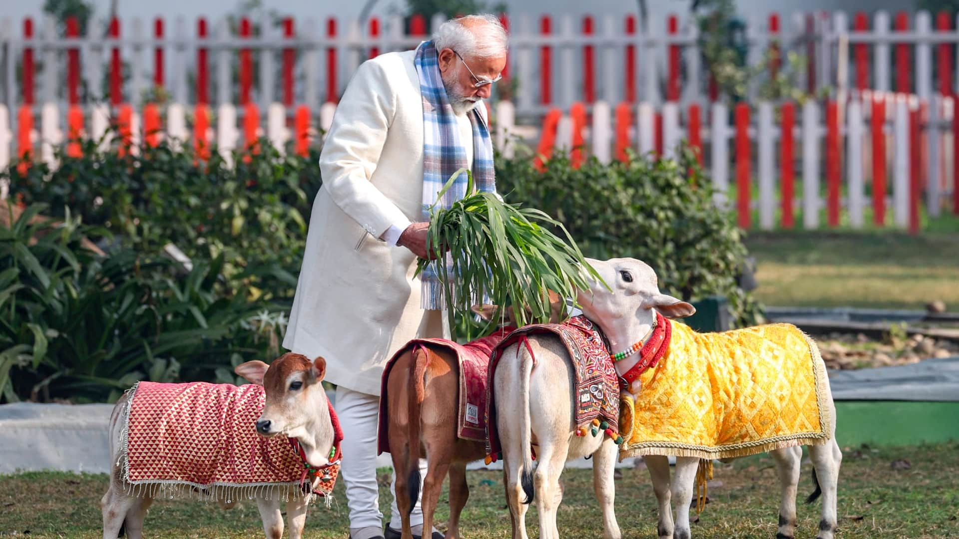PM Modi feeds cows at his residence on Makar Sankranti 2026 viral photos