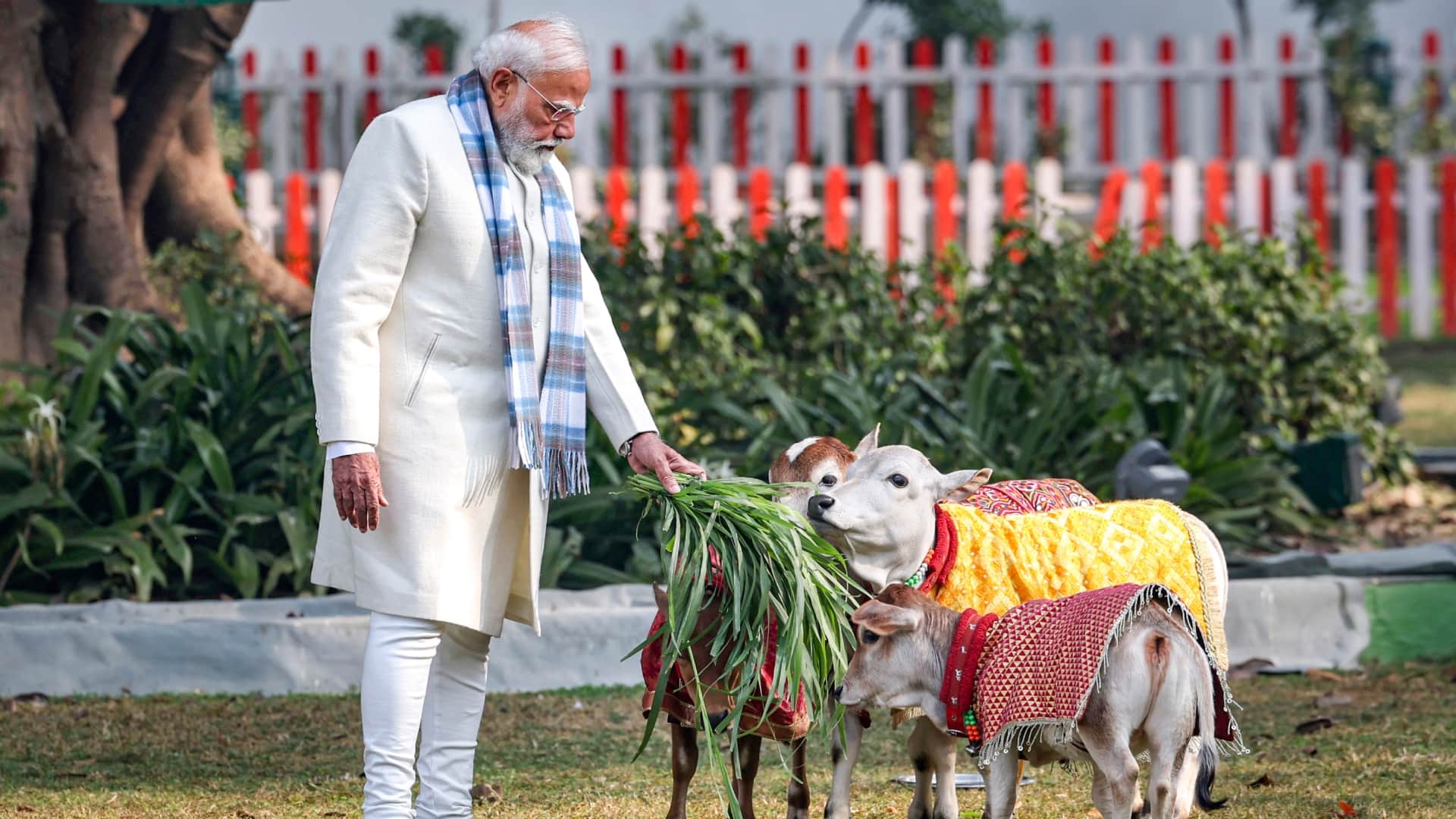 PM Modi feeds cows at his residence on Makar Sankranti 2026 viral photos