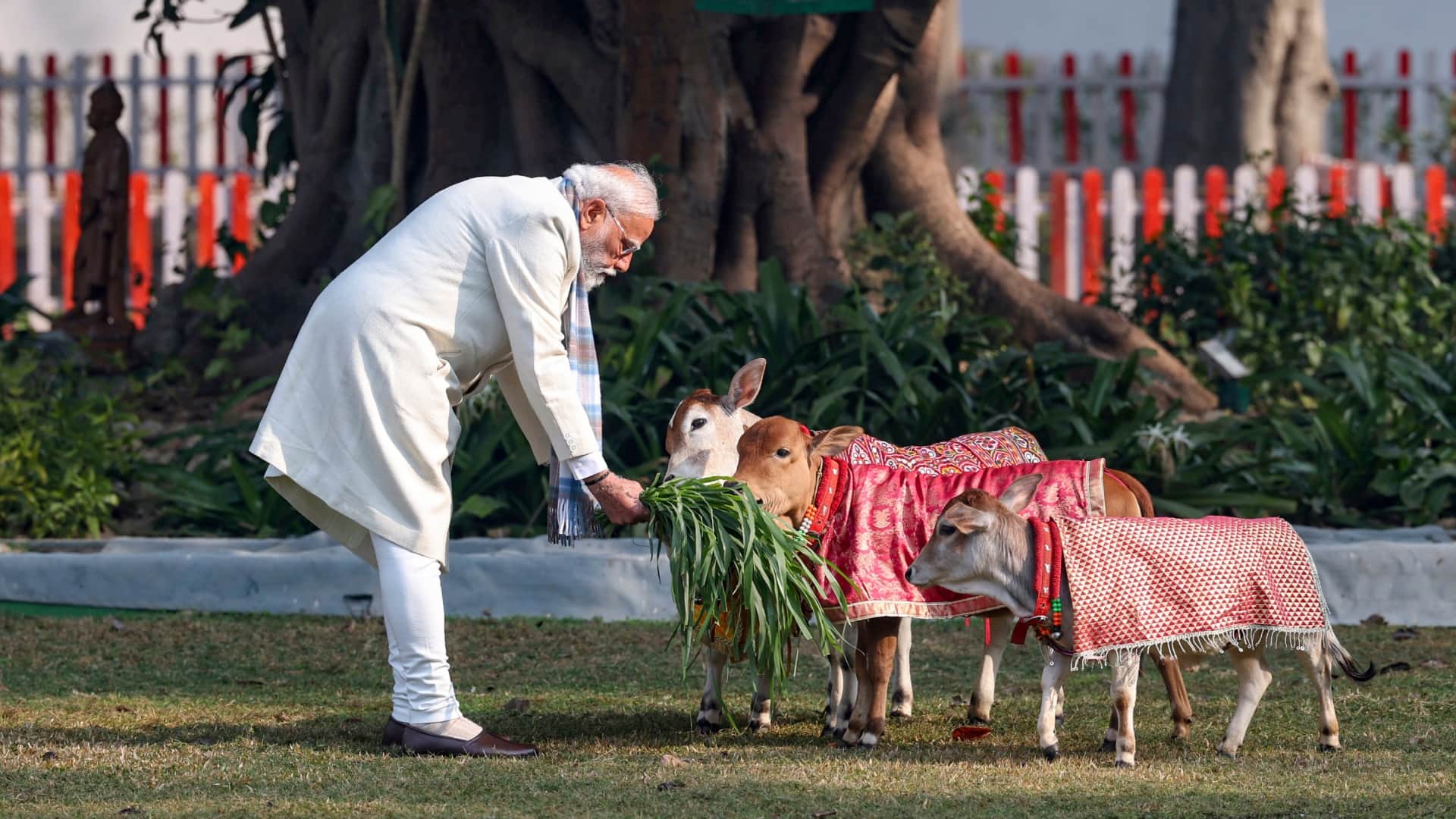 PM Modi feeds cows at his residence on Makar Sankranti 2026 viral photos