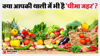 MP News: High Court takes strict action against vegetables being grown using contaminated drain water.