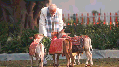 After Pongal, PM Modi did cow service on Makar Sankranti: Prime Minister was seen feeding fodder to cattle