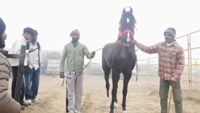 cattle market in Muktsar horse worth two crore rupees brought for sale