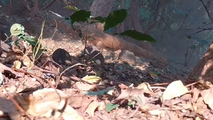 दंतेवाड़ा में बड़ी सफलता: माओवादियों ने लगाए थे 10-10 किलो वजनी तीन पाइप बम और IED... सुरक्षाबलों ने किया नष्ट