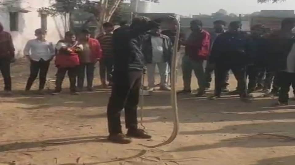 सर्प को पकड़कर खड़े वन विभाग के कर्मी