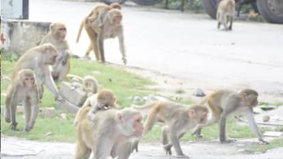 monkeys and dogs attack on 2500 people after despite spending 8 million rupees every year in Varanasi