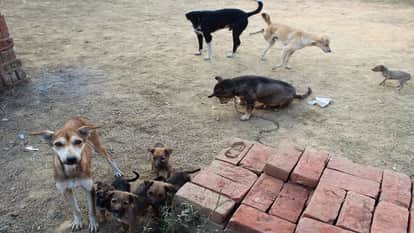 Fear of dogs in Hathras