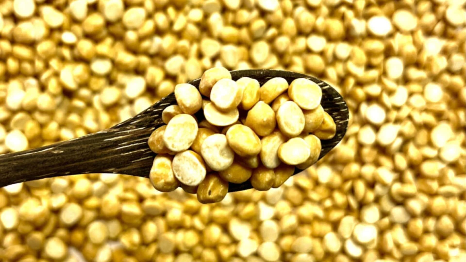 Famous Pulses Name With Images Dal Identification Details in Hindi