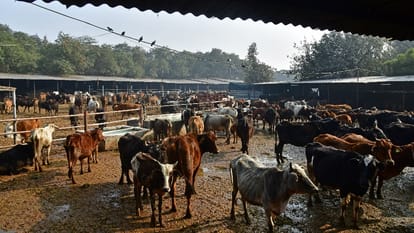 Cowsheds in Chandigarh are in deplorable state insufficient arrangements to protect cows from cold