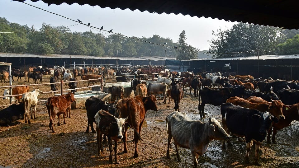 Cowsheds in Chandigarh are in deplorable state insufficient arrangements to protect cows from cold