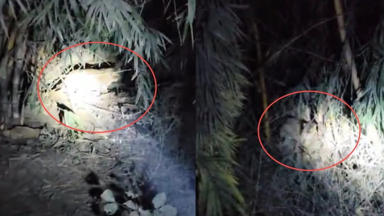 Roorkee: यूपी-उत्तराखंड के बॉर्डर पर हाईवे किनारे बैठा दिखा तेंदुआ, ग्रामीण और राहगीरों में दहशत, वीडियो