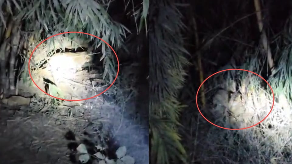 Leopard spotted sitting by roadside Near Tree on highway Narsan Border video goes viral