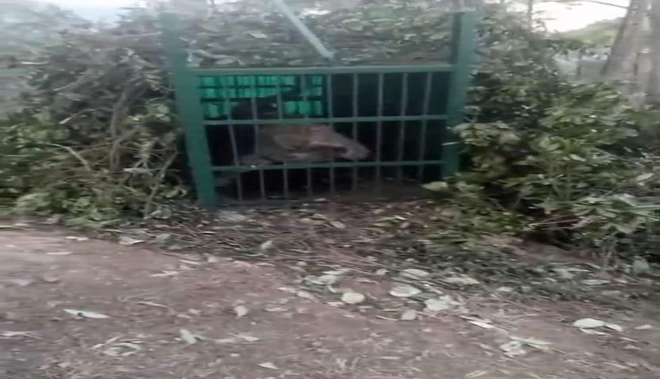 Another leopard captured in Okhalkanda will be sent to the Ranibagh Rescue Center for DNA testing