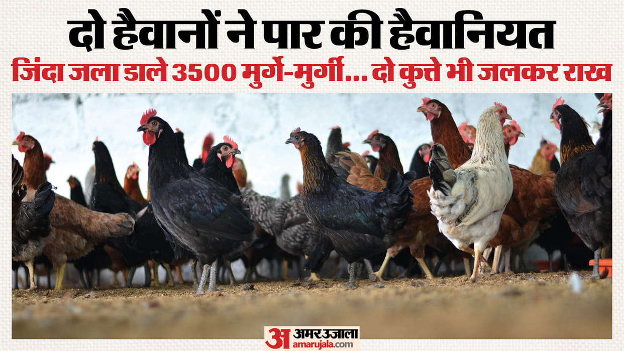 chicken farm in Sambhal set on fire due to personal grudge burning 3500 chickens and 700 eggs