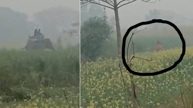 टाइगर की दहशत: आंखों के सामने रफू चक्कर हो गया शिकार, ट्रैंकुलाइज नहीं कर सकी वन विभाग की टीम... निशाना चूका