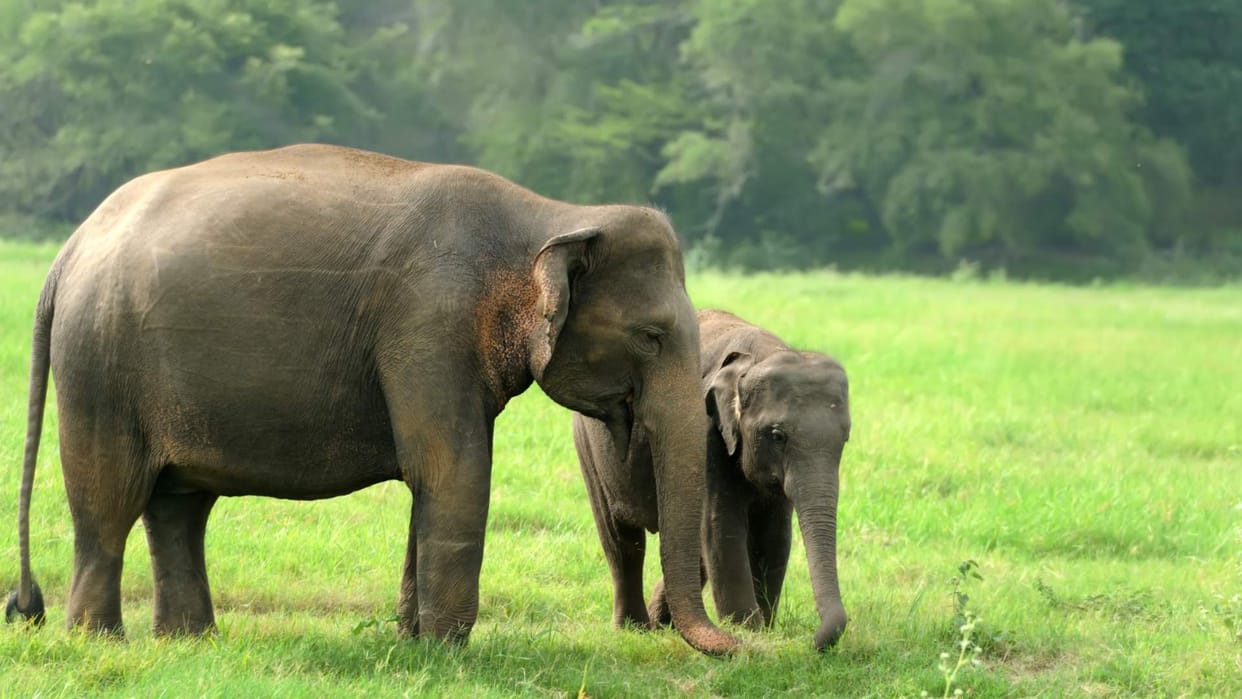 Viral video elephant saved the life of its baby trapped in river of kruger national park