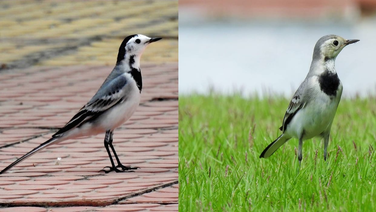The favorite bird of Hindi writers the Wagtails Khajan