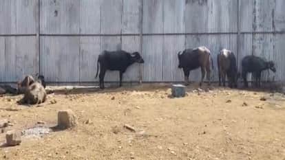 Inside the Slaughterhouse Scandal: How Official Favors Helped Aslam Chamda Build a Multi-Crore Empire