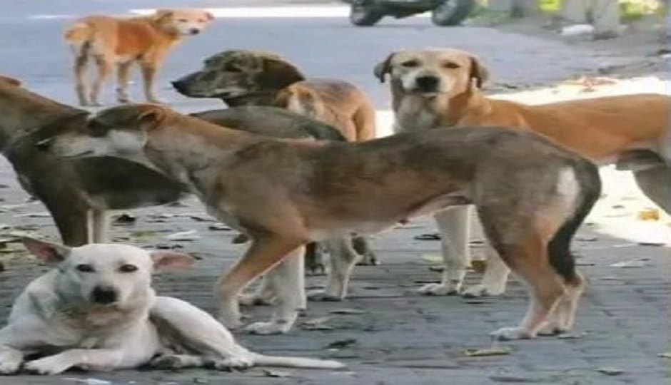 A dog shelter for 200 dogs is being planned in Haldwani
