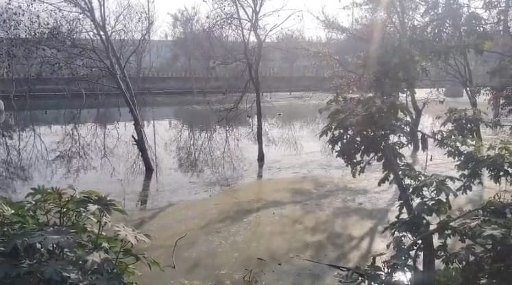 Sewer water destroys 4.5 km green belt along expressway