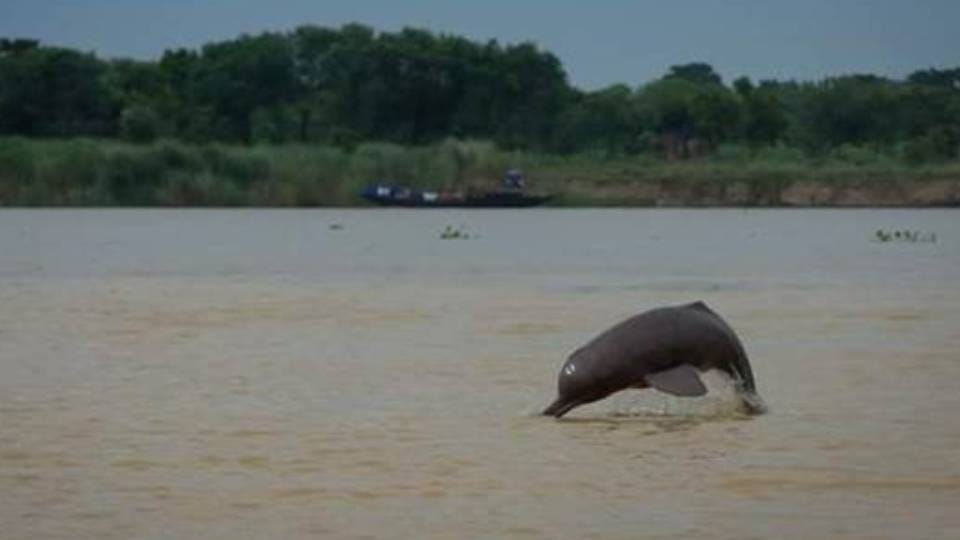 Census of endangered dolphins begins in Bijnor at UP forest staff trained at regional training workshop