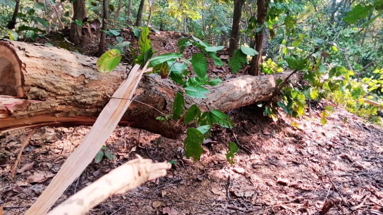 Expensive timber illegally cut in Silhat beat questions raised about forest department role