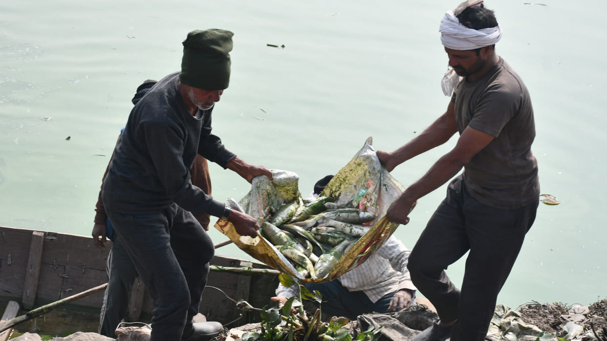Pollution in Ramgarhtal, Gorakhpur is causing fish deaths.