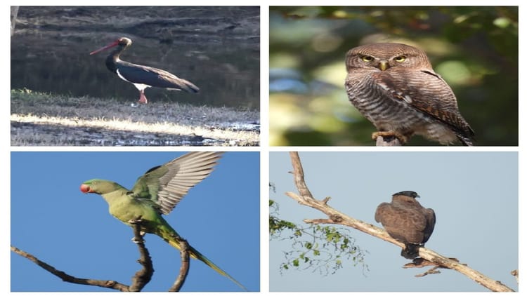 रायपुर: बारनवापारा अभयारण्य में बर्ड सर्वे 2026, 200 से अधिक पक्षी प्रजातियों का हुआ दस्तावेजीकरण