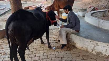 Magh mela 2026 monastery had sold assets worth approximately 200 crore rupees to serve the saints and cows