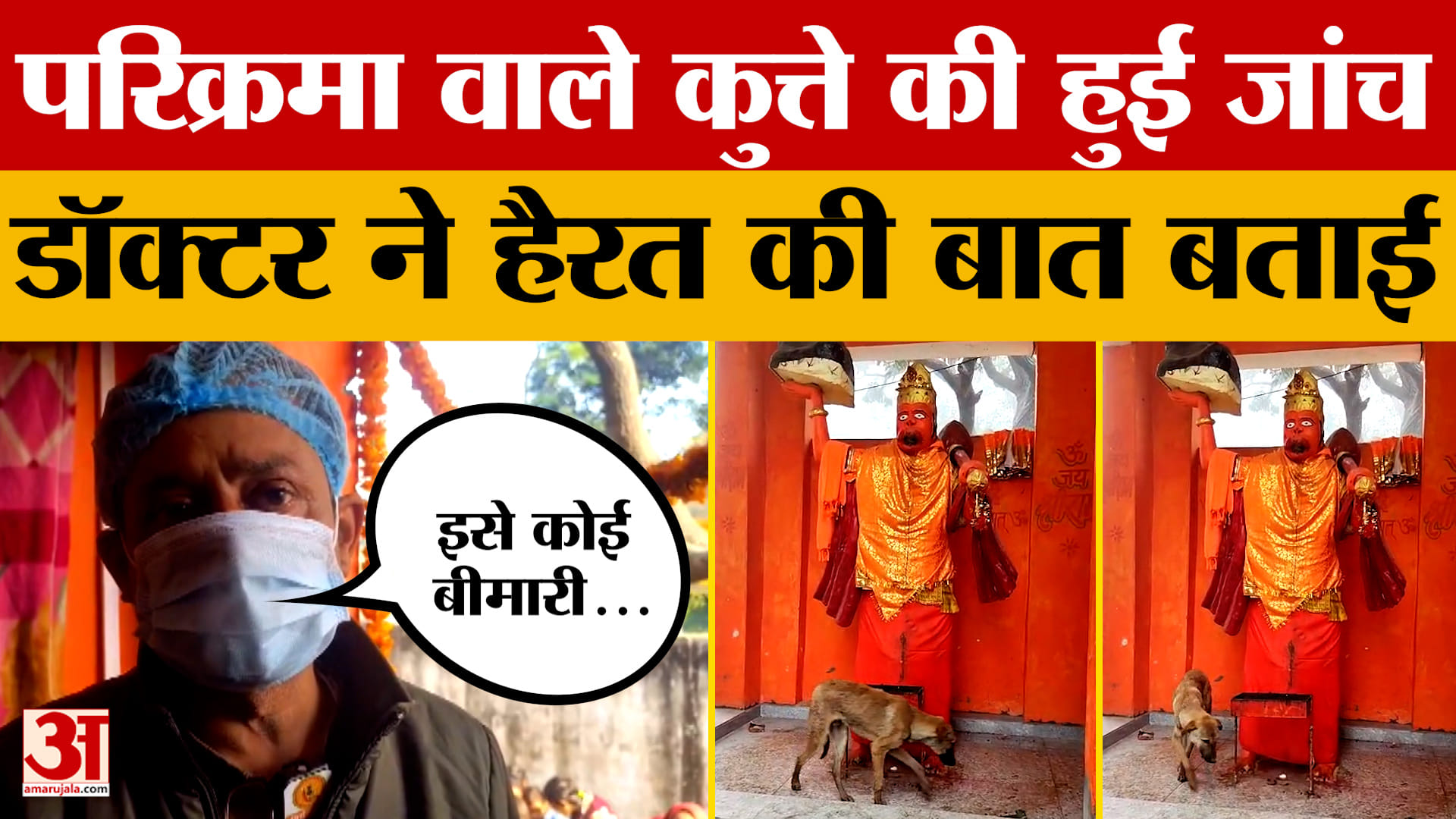 परिक्रमा करने वाले Viral Dog की डॉक्टर ने की जांच, चौंकाने वाला किया खुलासा, क्या बताया?
